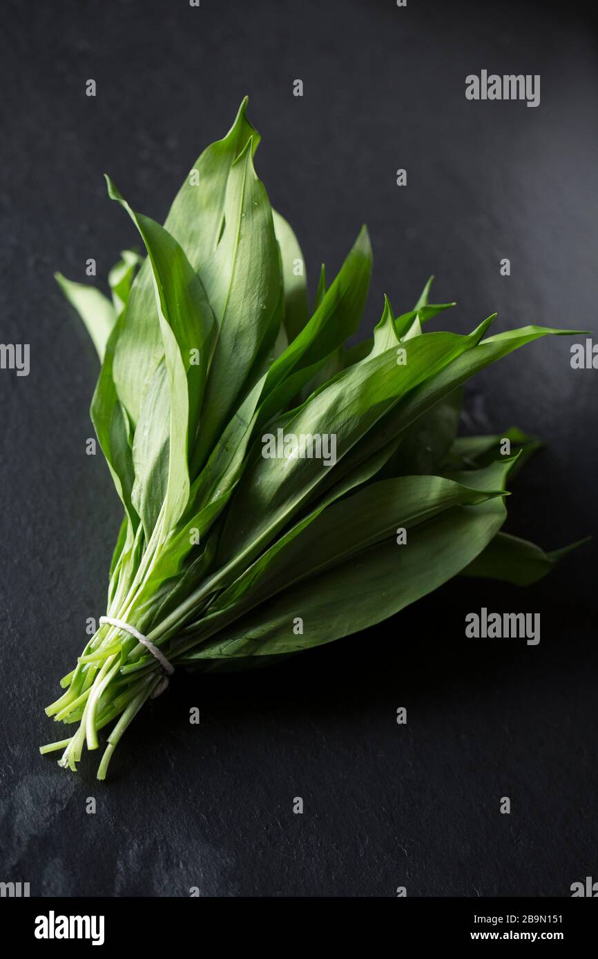 Un fascio di foglie di aglio selvatico, Allium ursinum, che sono stati raccolti per fare un condimento per bistecche di veleno. Visualizzato su uno sfondo di ardesia scuro. Dor Foto Stock