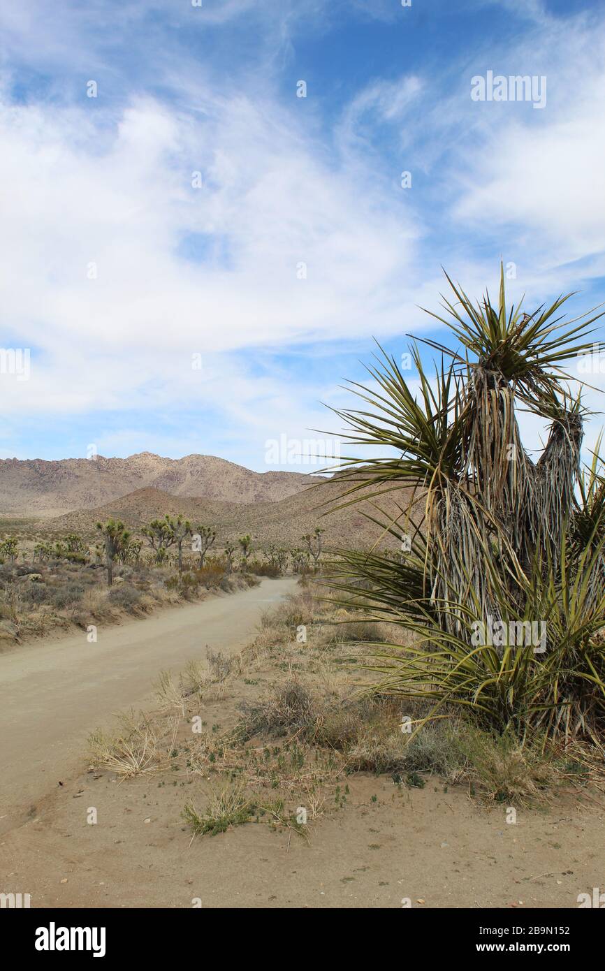 Desert Queen Mine Road nella sezione meridionale del deserto di Mojave del Parco Nazionale di Joshua Tree sono circondate da comunità di piante autoctone. Foto Stock