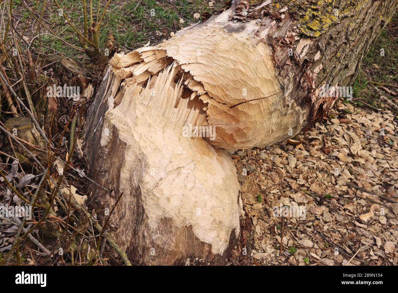 albero abbattuto da un castoro con le caratteristiche tracce di alimentazione Foto Stock