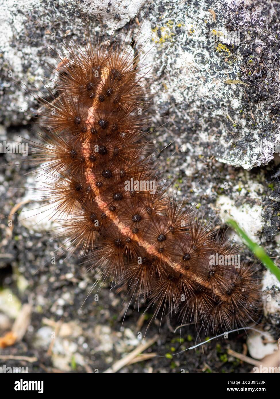 Peloso Molly Caterpillar Foto Stock