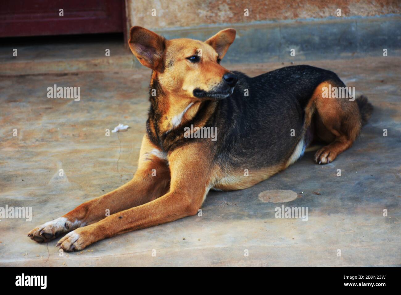 Cane africano nero e marrone giace sul pavimento fuori Foto Stock