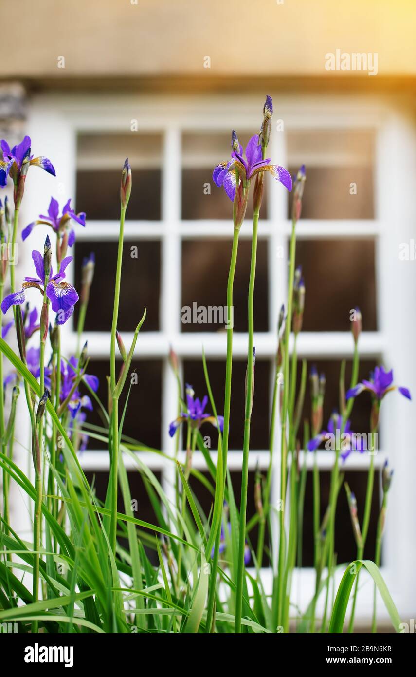 Viola/viola iris fioritura nel giardino di fronte alle finestre della casa al giorno di sole Foto Stock