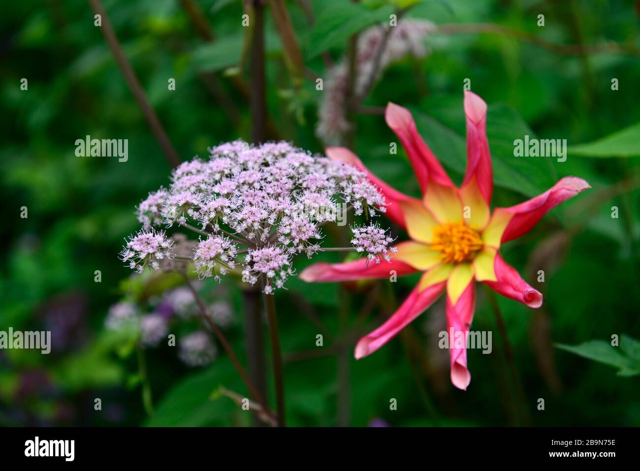 angelica purpurea di abete,giardino,giardini,fiore,fiore,fiori,dahlia honka sorpresa,giallo rosso vermillion fiori,stella a forma di fiore,fiori, Foto Stock