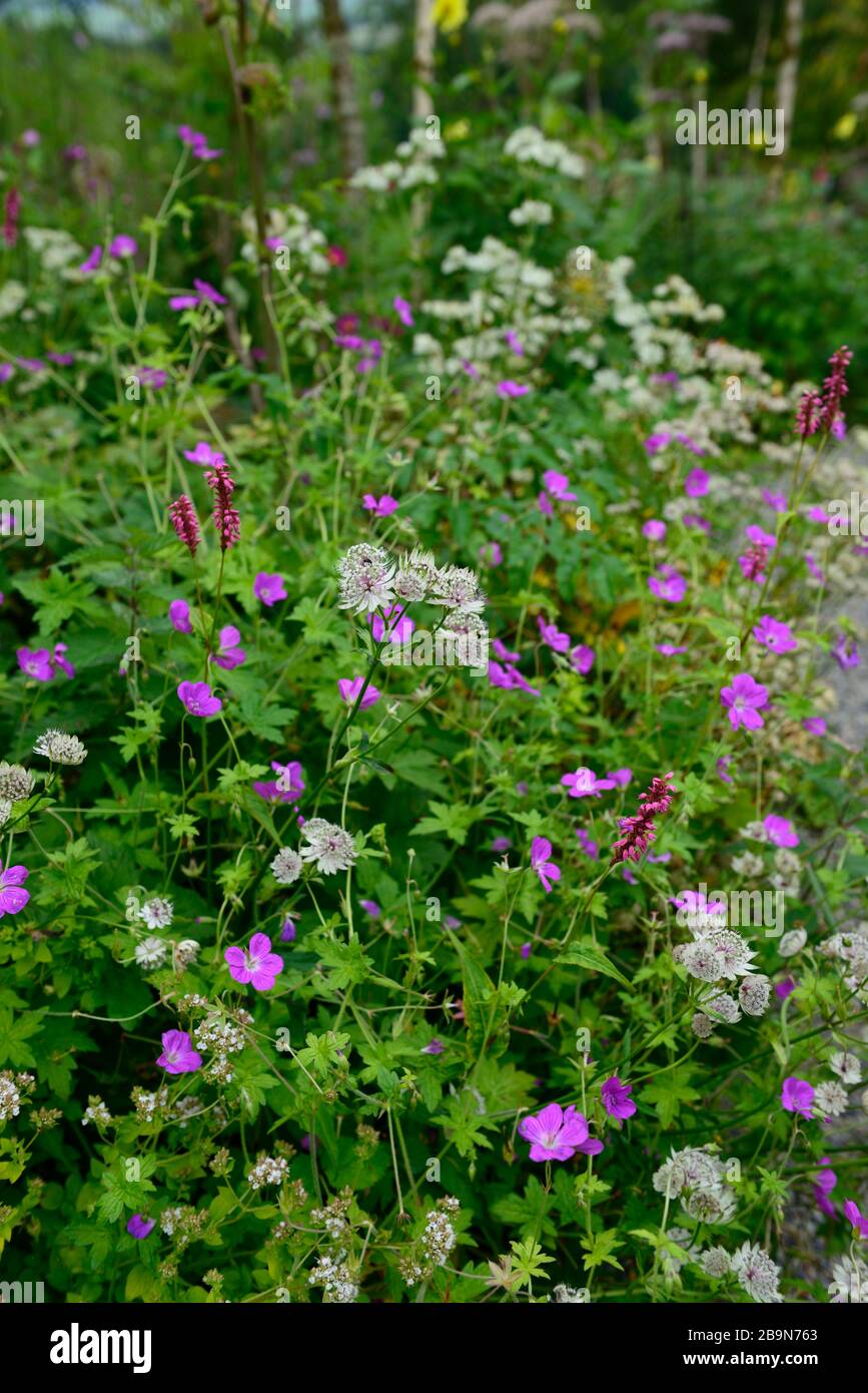 Astrantia,pericaria,geranio,fiori bianchi e porpora,pianta perenne mista,confine misto,bordi,RM Floral Foto Stock