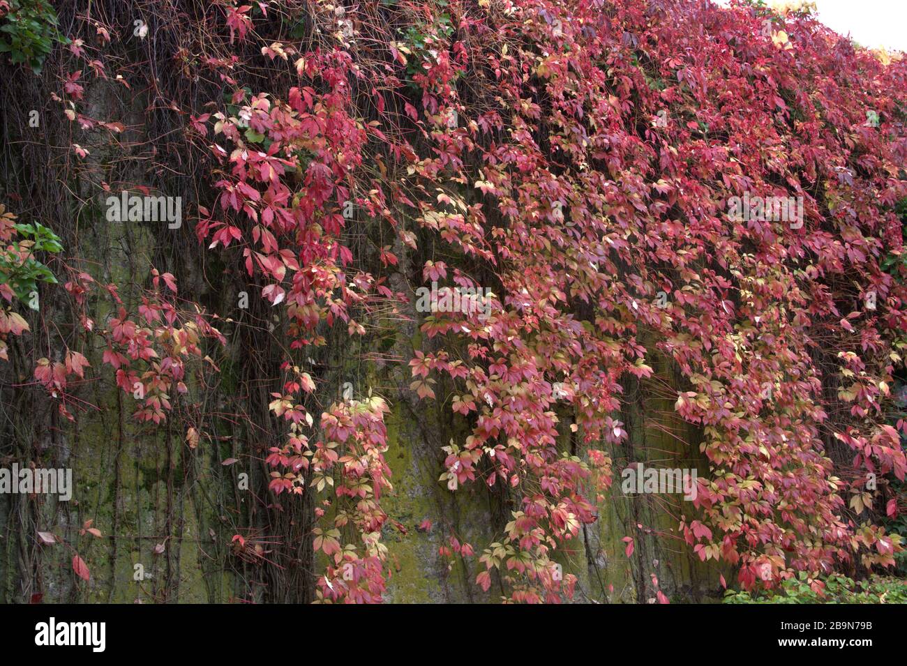 Vista di una grande parete di cemento ricoperta di edera rossa Foto Stock