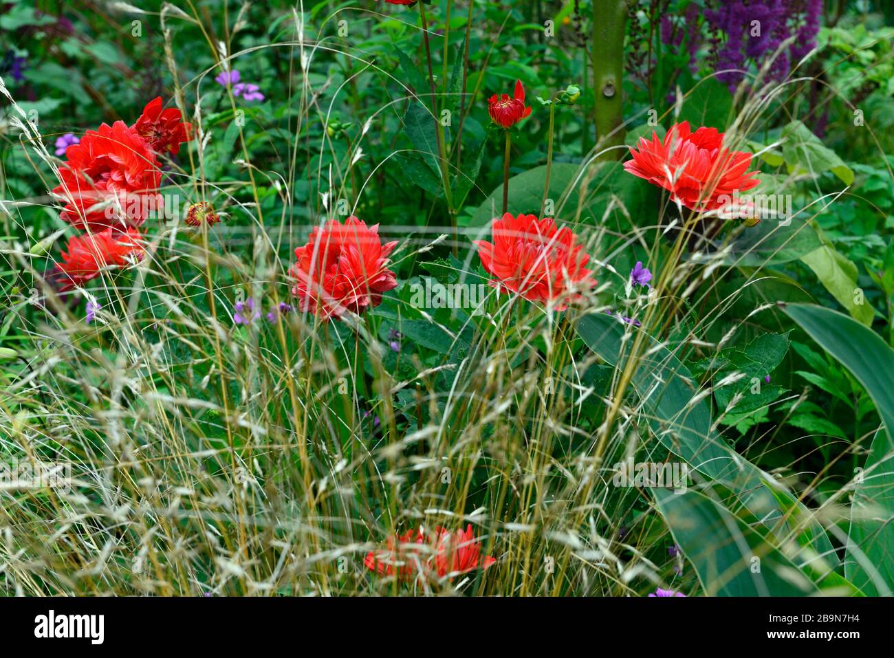 dahlia taratahi rubino, giglio d'acqua dahlia, rosso magenta fiori, Astilbe chinensis var tacquetii Purpurlanze, stipa, erba, erbe, misto pianta schema, esotico Foto Stock