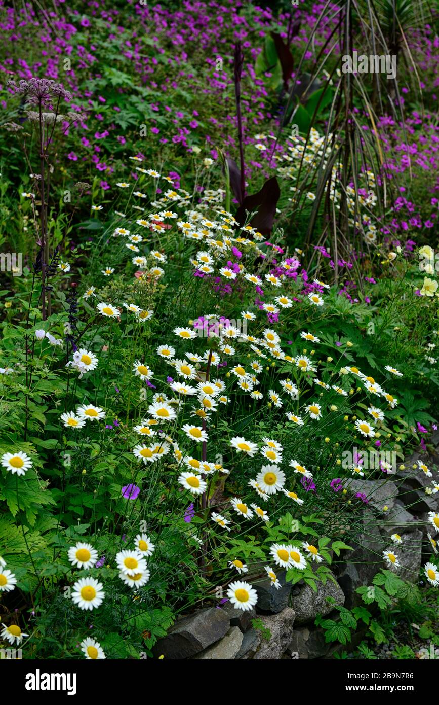 Geranio Anne Thomson, Geranium procurrens x Geranium psilostemon, fiori magenta viola, fiori margherita bianchi, schema di piantagione misto, fioritura, perenni Foto Stock