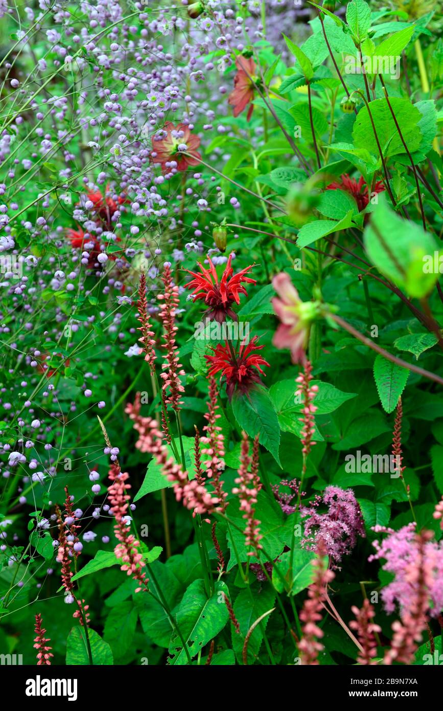 Monarda Garden View Scarlet, Persicaria amplexicaulis Orange Field, Thalictrum delavayi, rosso arancio viola fiori, fiore, fioritura, perenne, pianta mista Foto Stock
