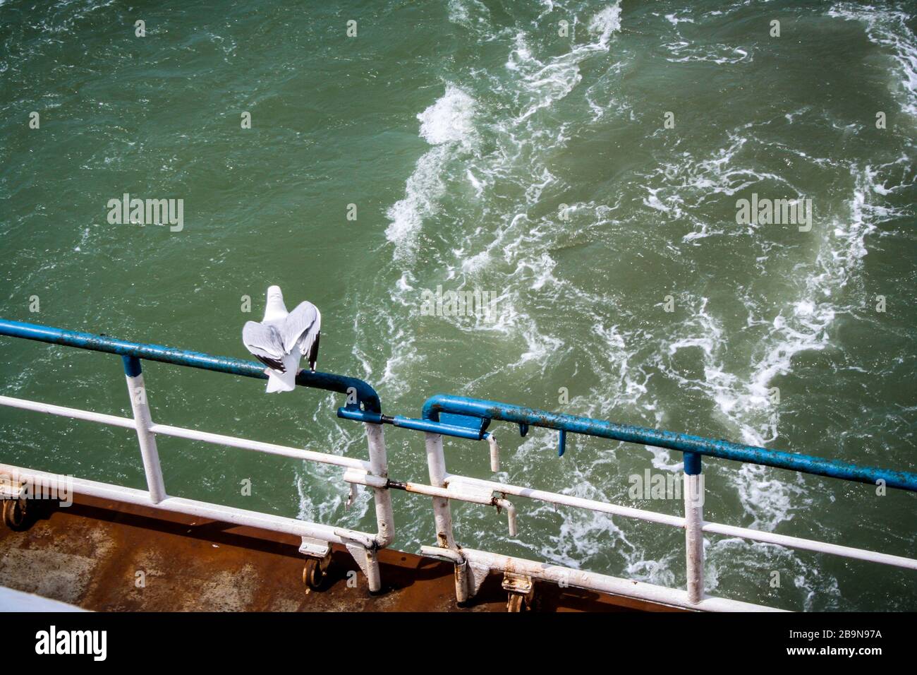 Seagull su una struttura metallica recinzione, primo piano di un traghetto blu sulla sua strada per dover da Calais Foto Stock