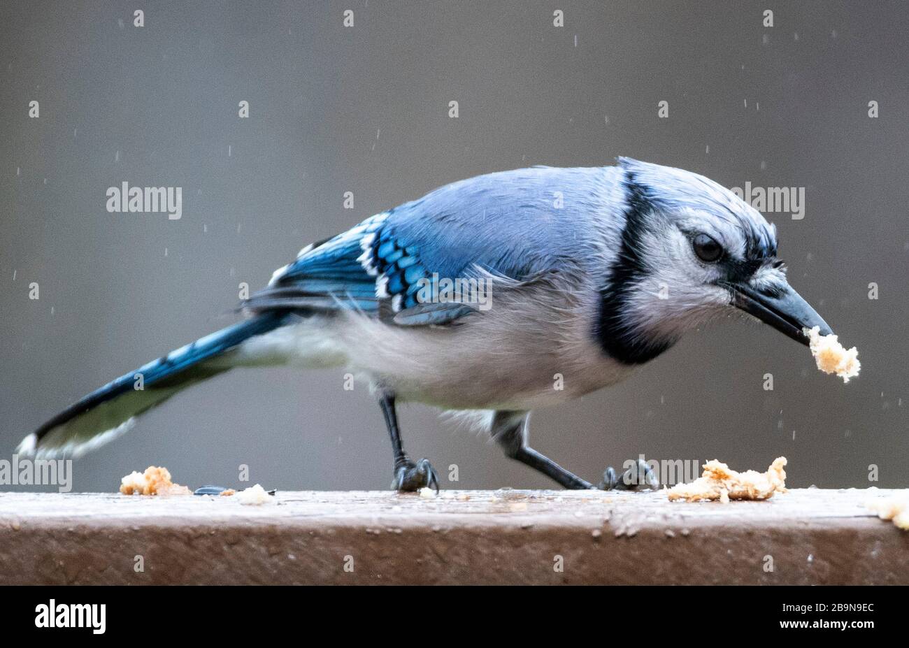 Bloccato in bocca Foto Stock