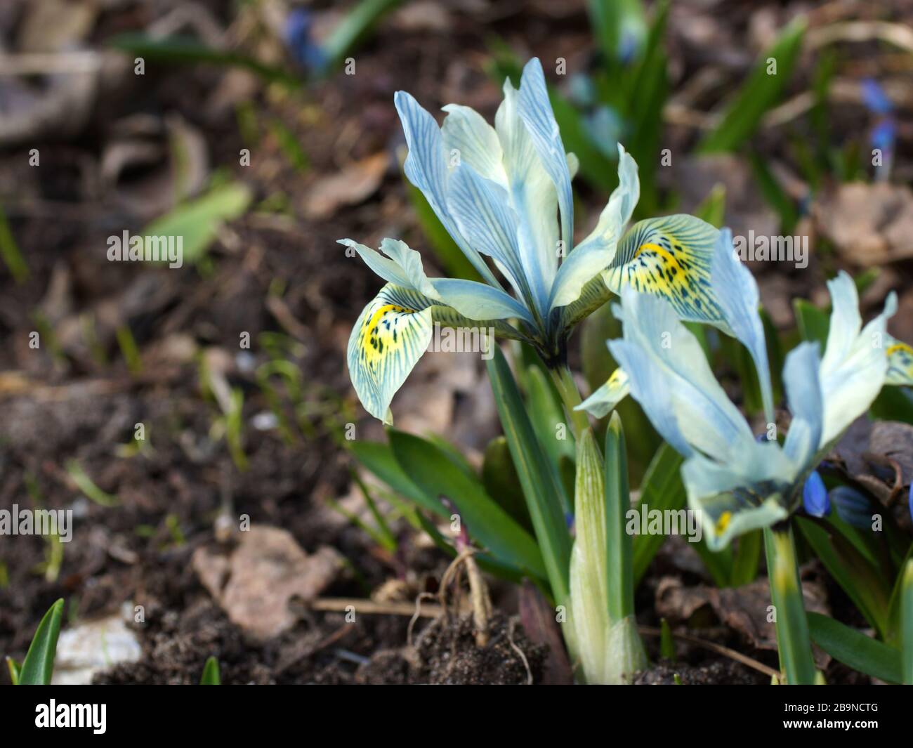 Bella iris blu fiorire in primavera nel giardino. Olandese Iris, Iris Hollandica Foto Stock