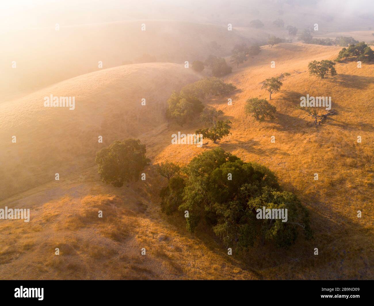 Antenna di querce sparse su colline erbose avvolte nella nebbia all'alba, Santa Ynez Valley, California Foto Stock