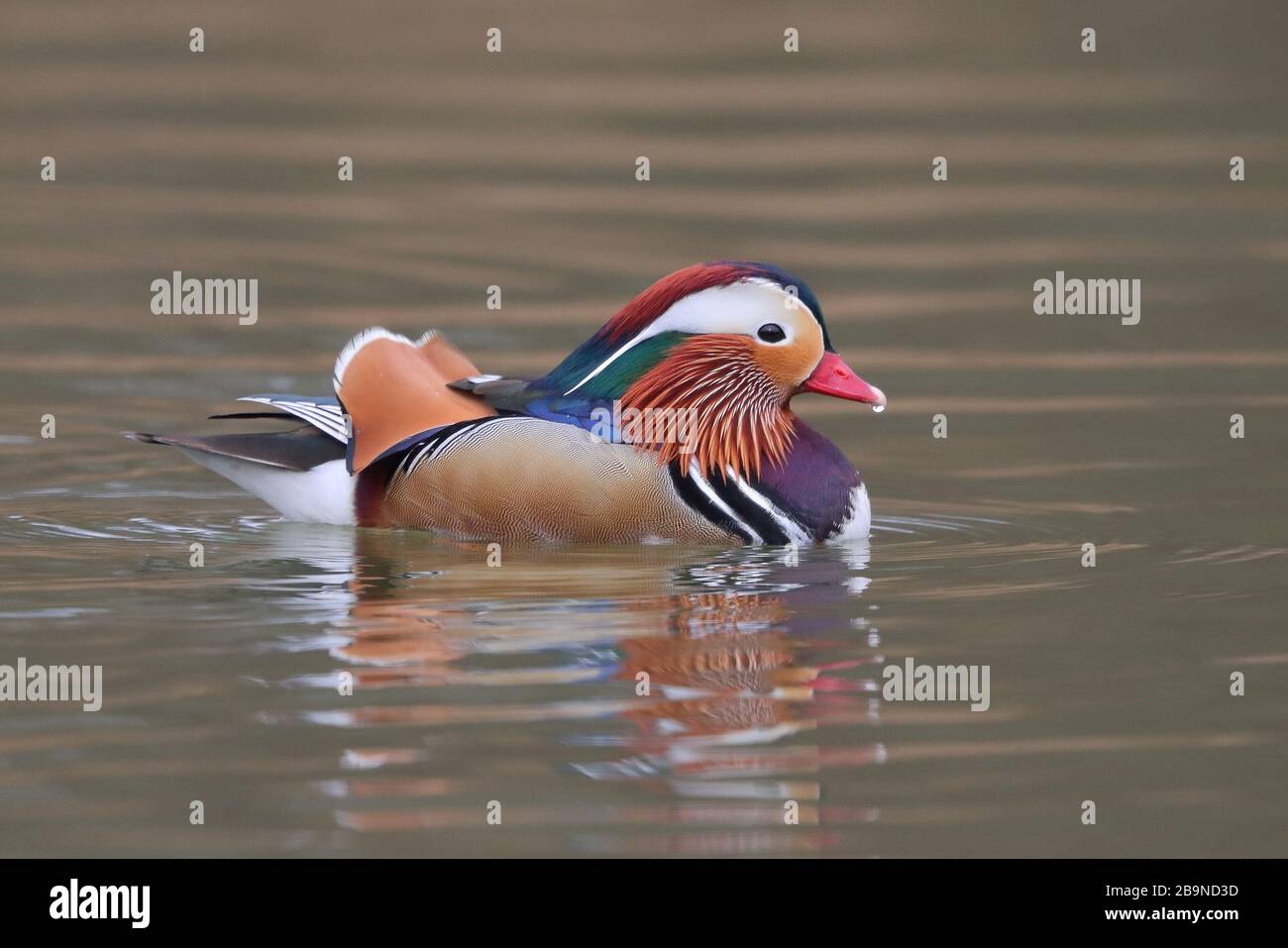 Drake Mandarin Duck nella Foresta di Dean. Foto Stock