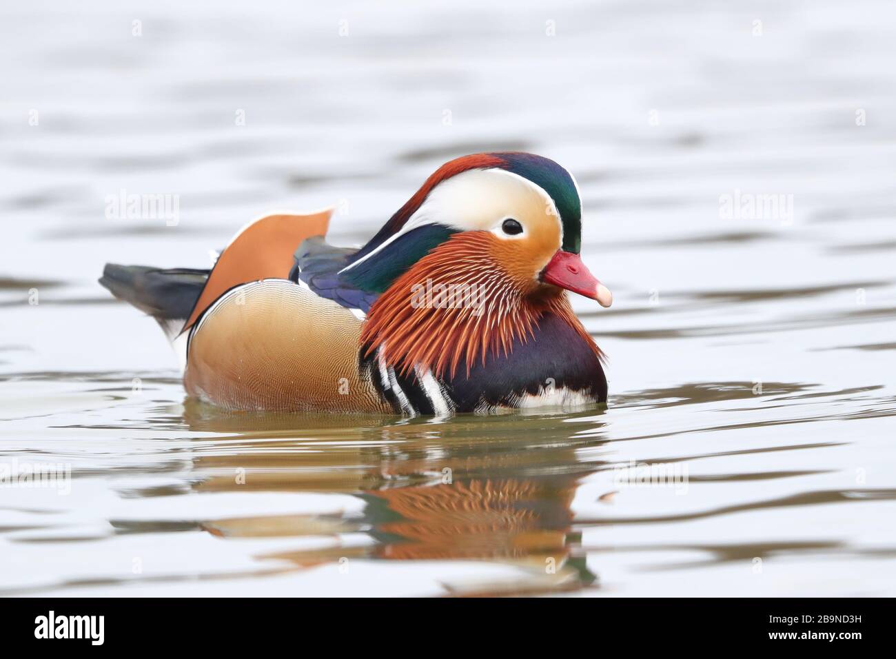 Drake Mandarin Duck nella Foresta di Dean. Foto Stock