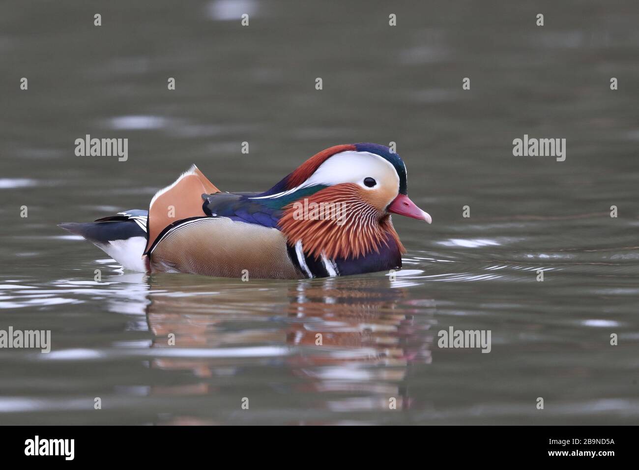 Drake Mandarin Duck nella Foresta di Dean. Foto Stock