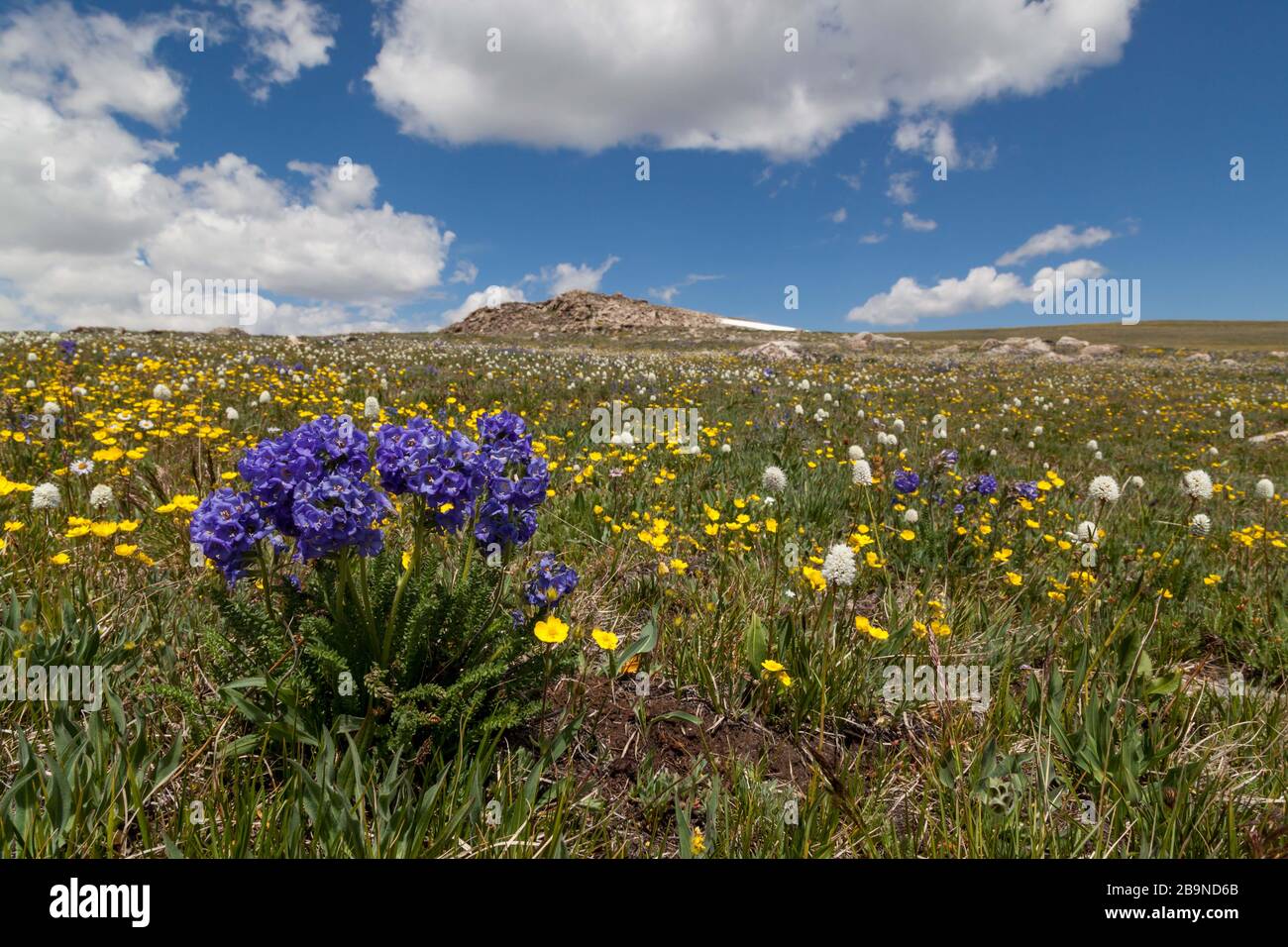 Un gruppo di fiori blu appiccicosi di polemonio che crescono ad un'alta quota con uno sfondo di farfalle gialle a Beartooth Pass, Montana. Foto Stock