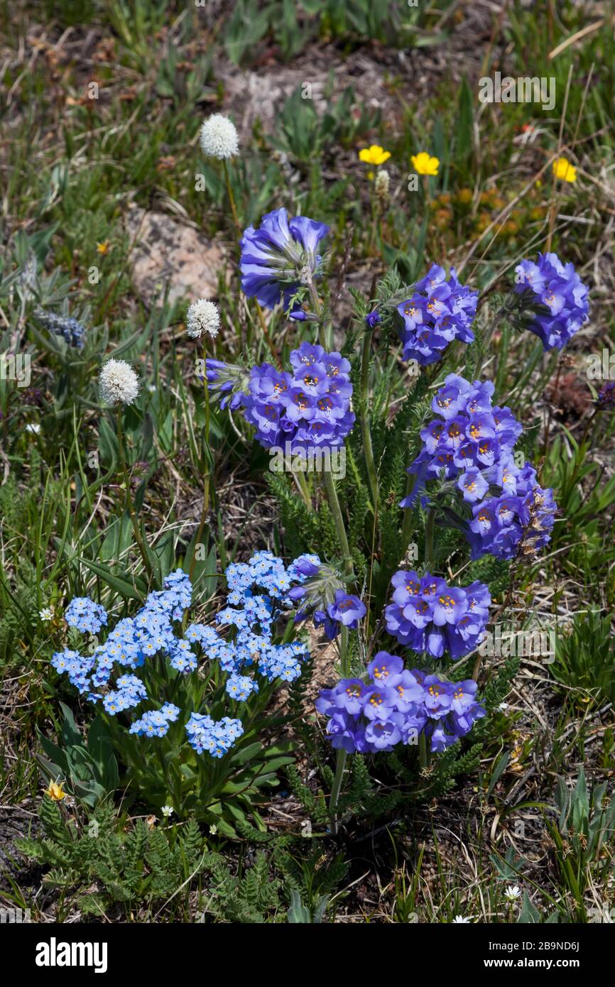 Un gruppo di fiori di polemonio appiccicosi viola e un gruppo di noci blu che crescono ad un'alta quota con uno sfondo di farfalle gialle in B. Foto Stock