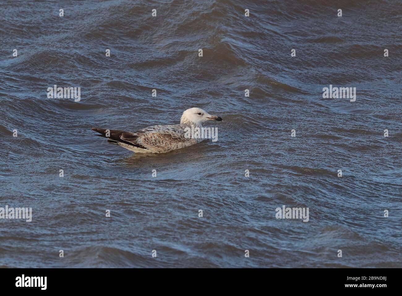 1° Gull Caspio invernale a Sheringham Foto Stock