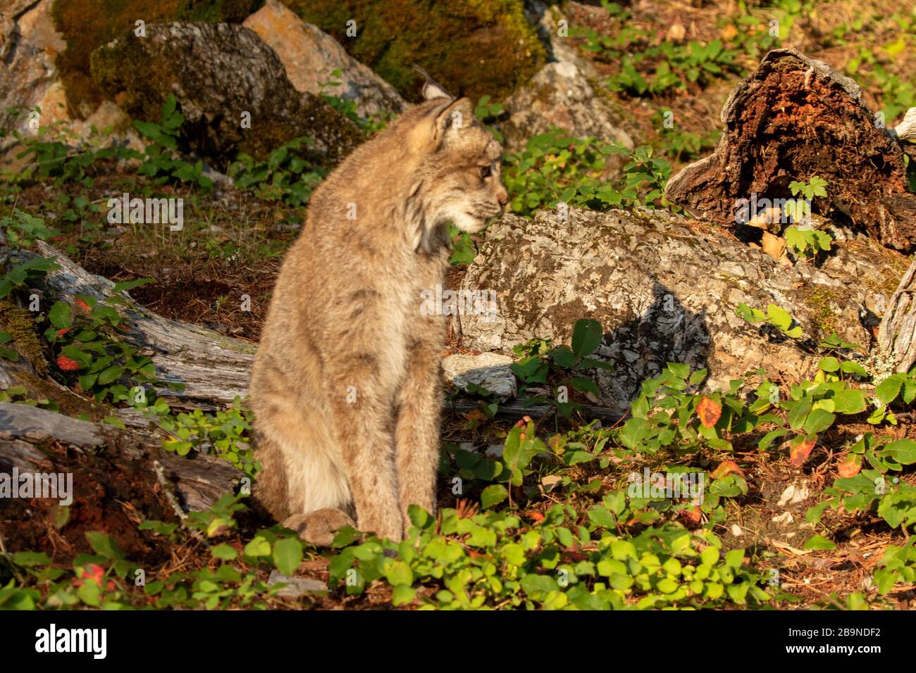 Lynx canadese seduto a terra al Triple D in Montana Foto Stock