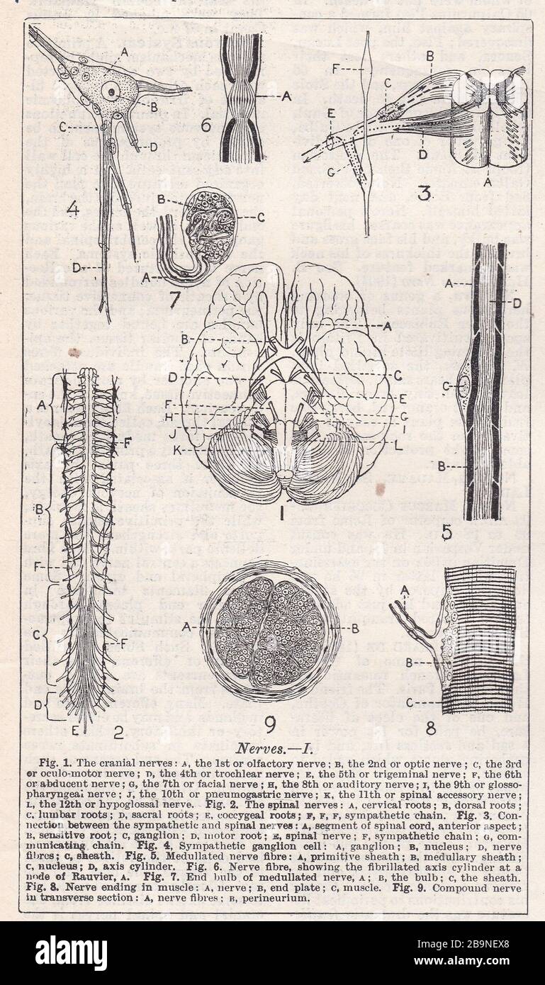 Schemi vintage dei nervi del corpo umano 1900s. Foto Stock