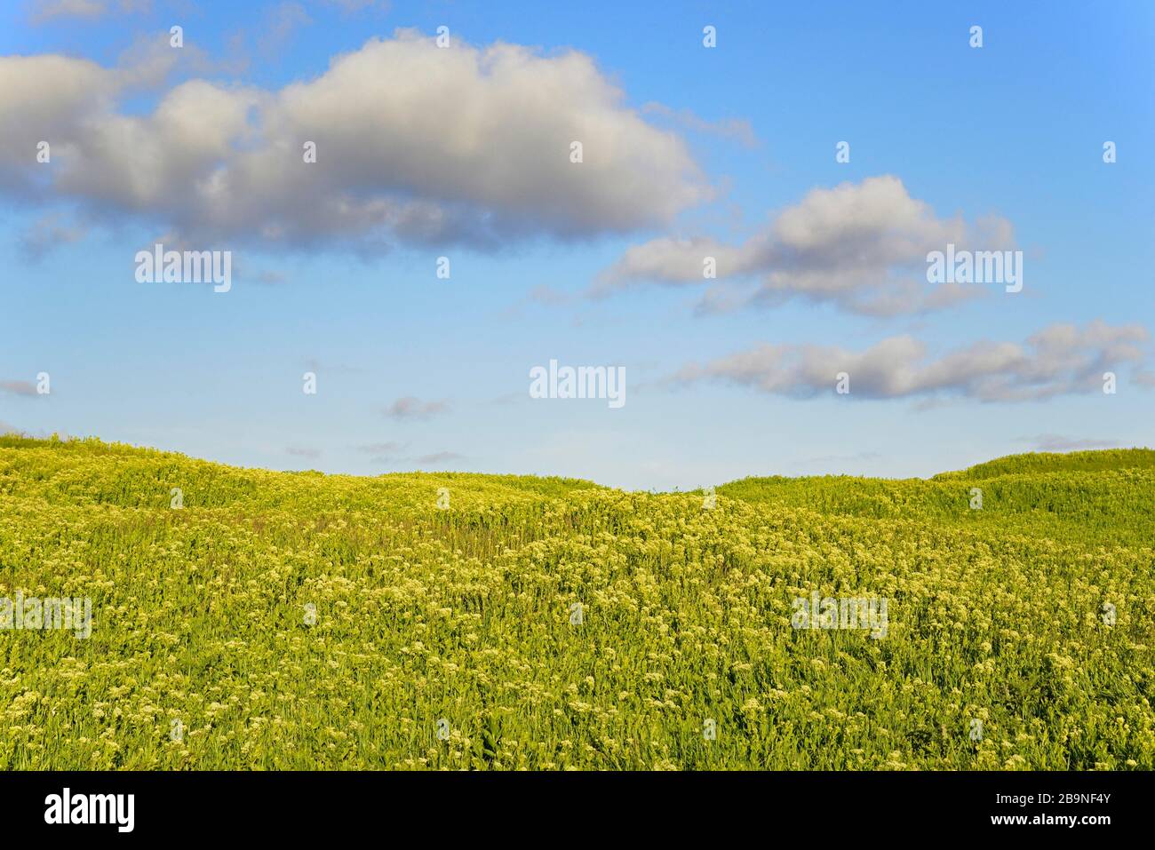 Arrowcress (Lepidium draba) in fiore, cielo nuvoloso blu, Heligoland, Mare del Nord, Schleswig-Holstein, Germania Foto Stock