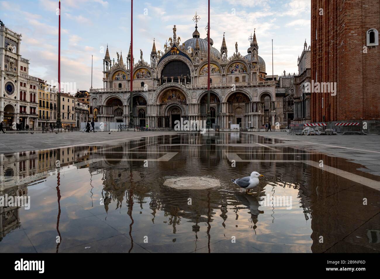 Gabbiano ad acqua alta in acqua in Piazza San Marco, Venezia, Veneto, Italia Foto Stock