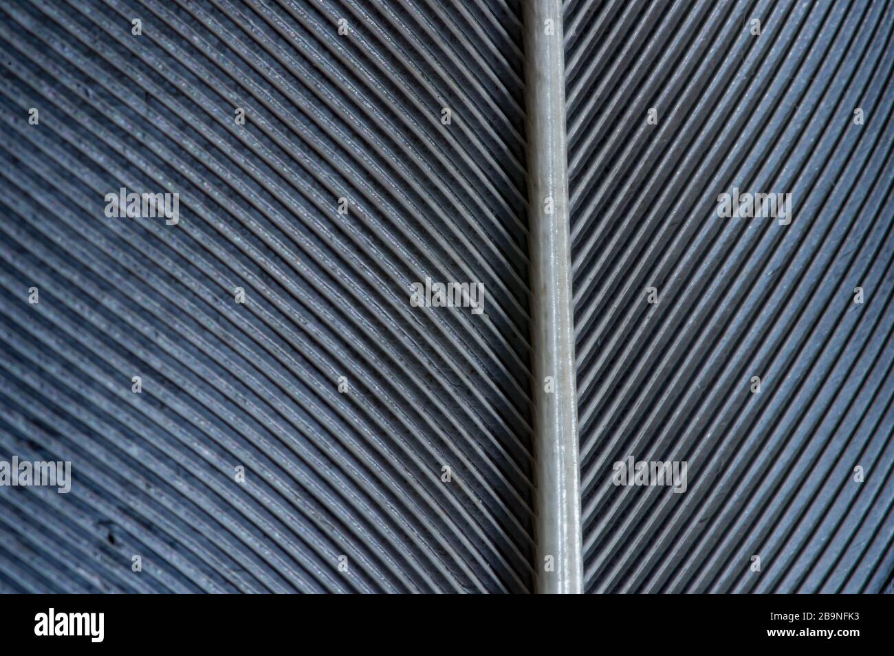 Immagine in bianco e nero di un pezzo di piume d'uccello, primo piano Foto Stock