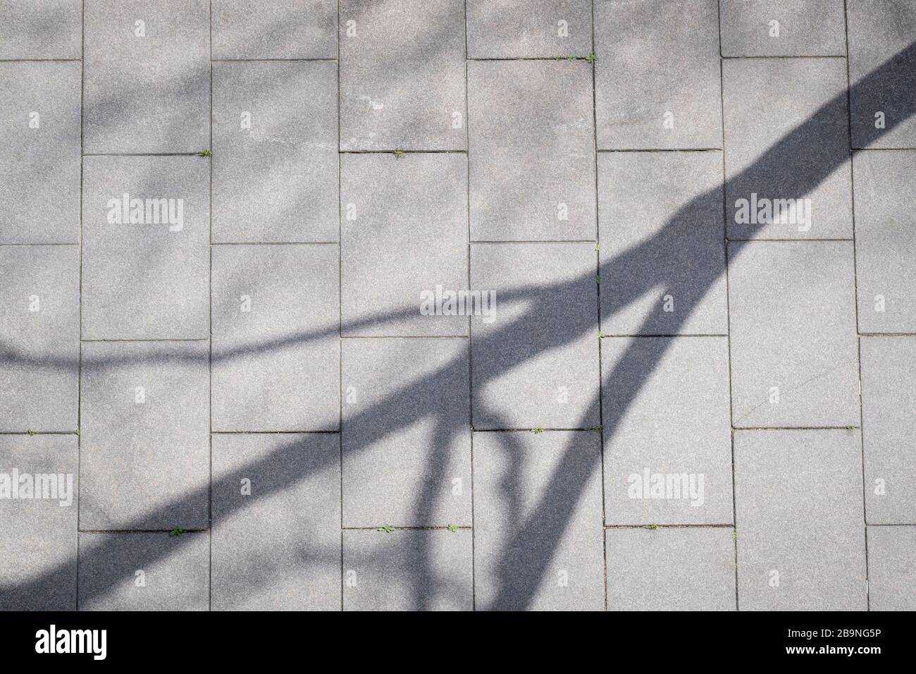 L'ombra dell'albero viene proiettata sul pavimento della strada vuoto. Barcellona. Catalogna. Spagna. Foto Stock