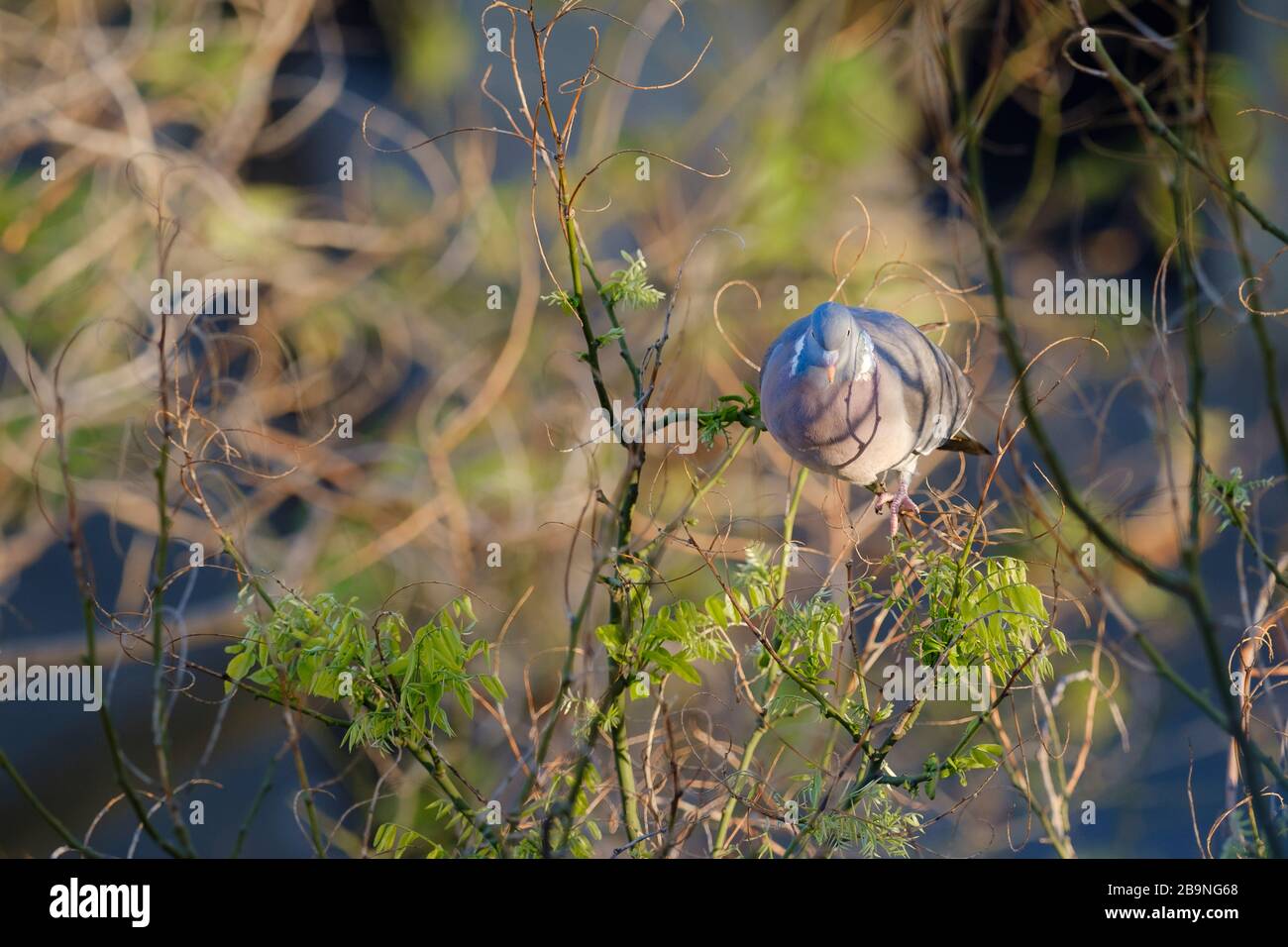 Woodpigeon comune (Columba Palumbus), adulto arroccato su albero pagoda giapponese (Styphnolobium japonicum). Barcellona. Catalogna. Spagna. Foto Stock