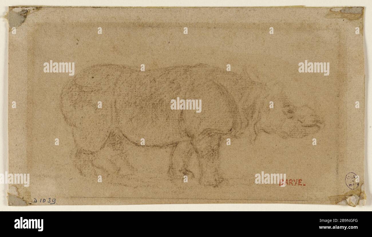 Rhinoceros Antoine-Louis Barye (1796-1875). Rhinocéros. Craie brune sur papier vergé. Musée des Beaux-Arts de la Ville de Paris, Petit Palais. Foto Stock
