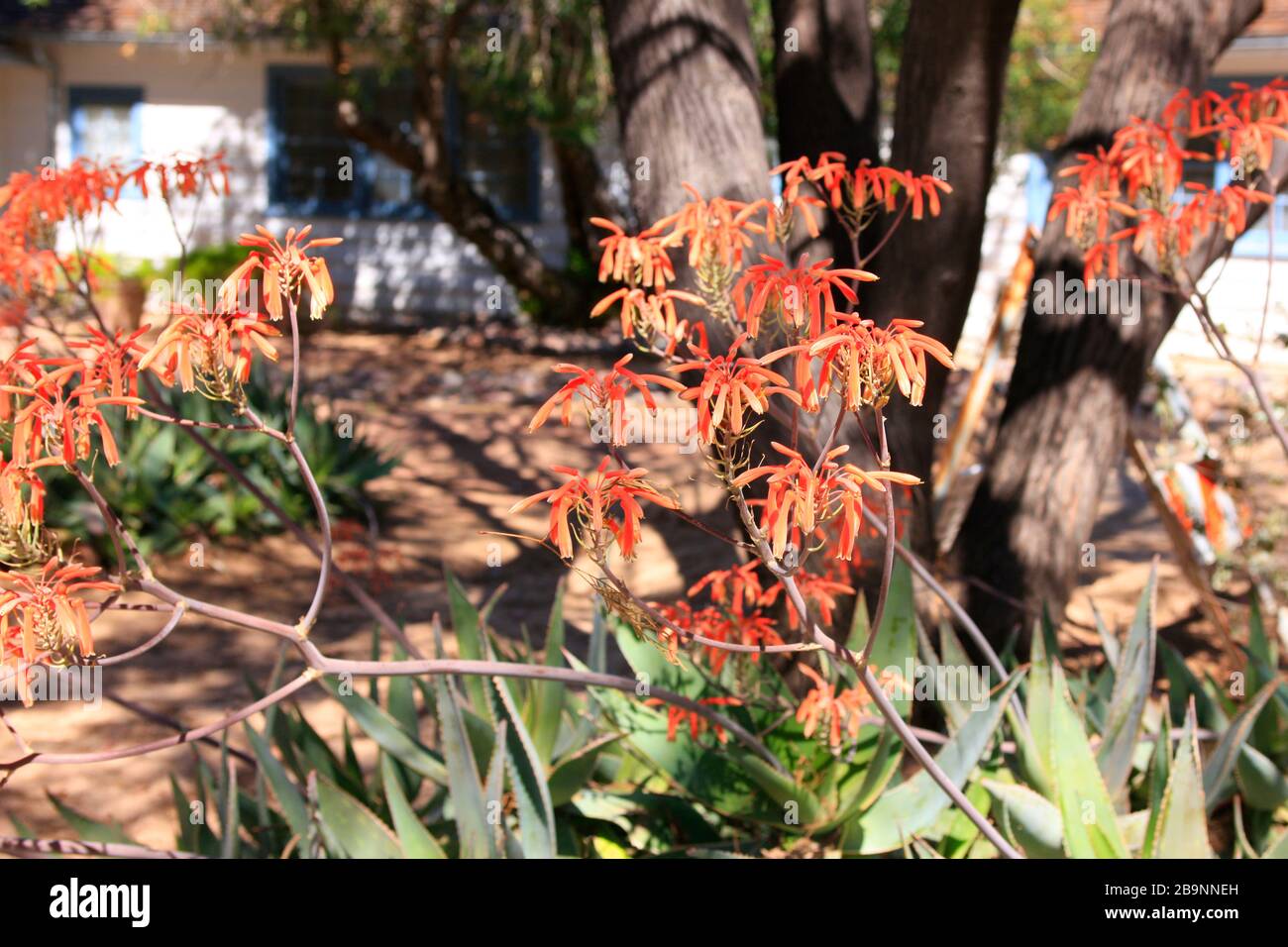 Fiori rossi su una pianta di Aloe vera, una specie succulenta che prospera in Tucson AZ Foto Stock