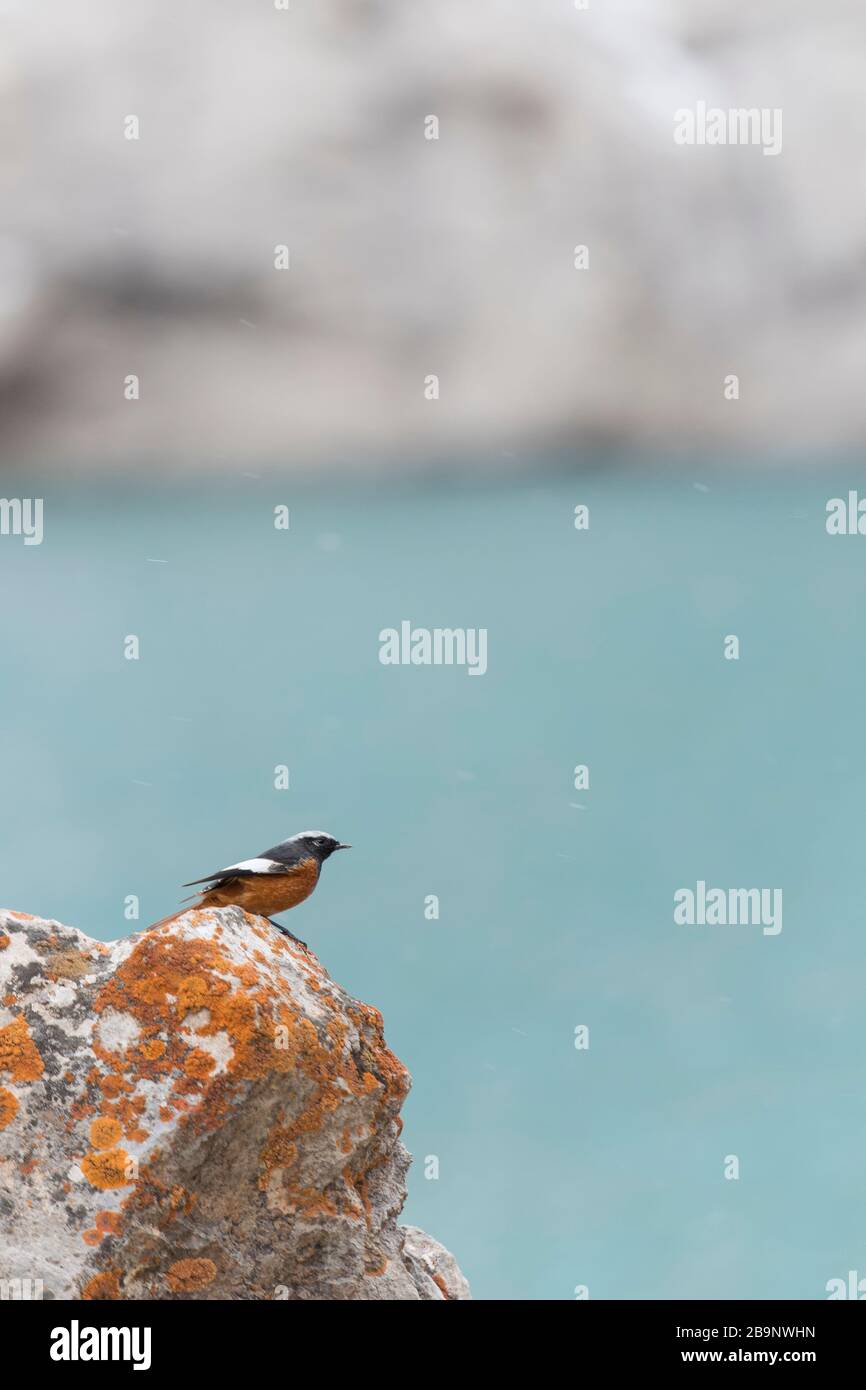 Il redstart del maschio Güldenstädt contro lo sfondo blu dell'alpina Klake Kol Suu in Kirghizistan. Fenicurus eritrogastrico anche chiamato a volte il w Foto Stock