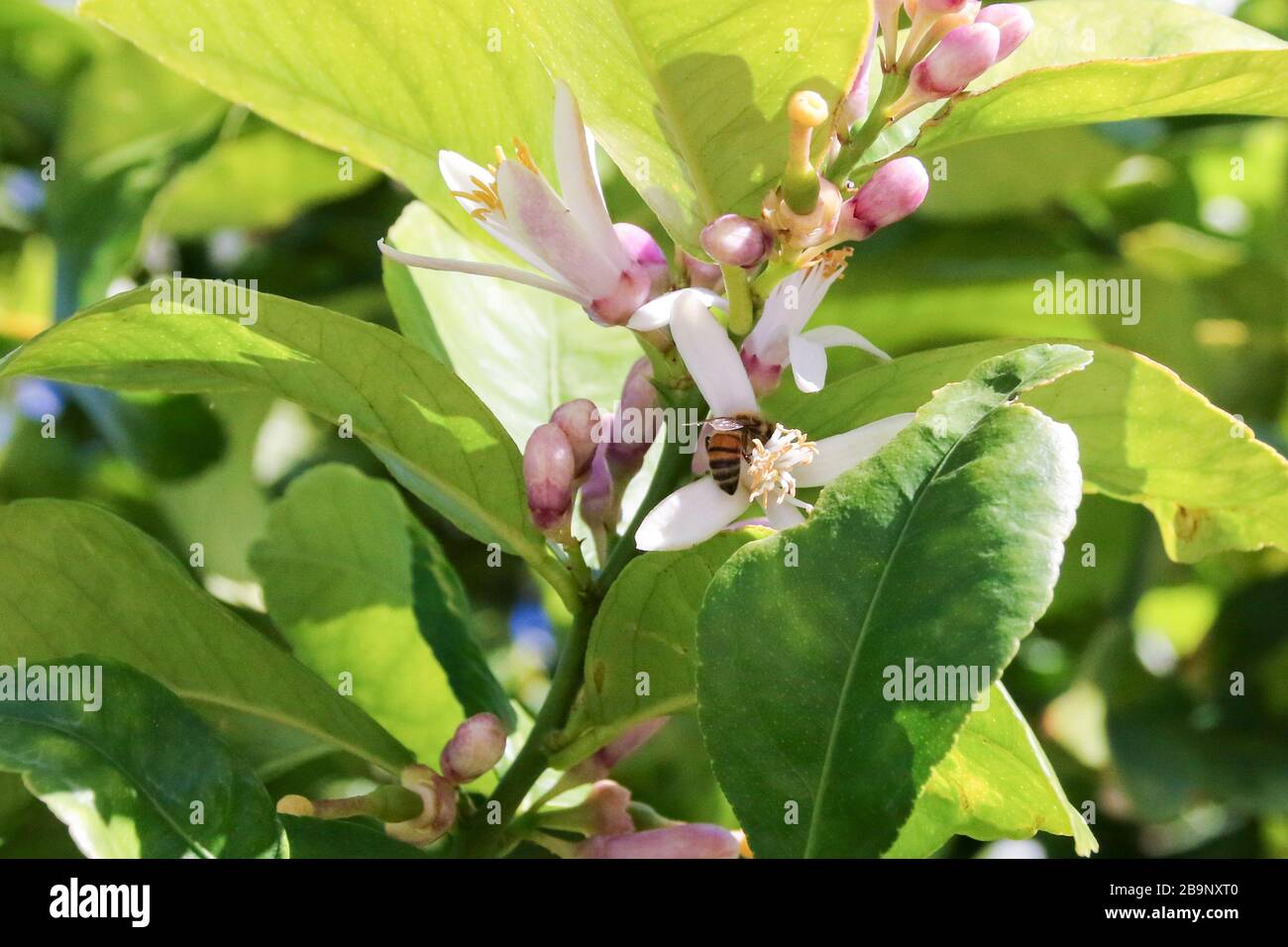 api impollinare fiori Foto Stock
