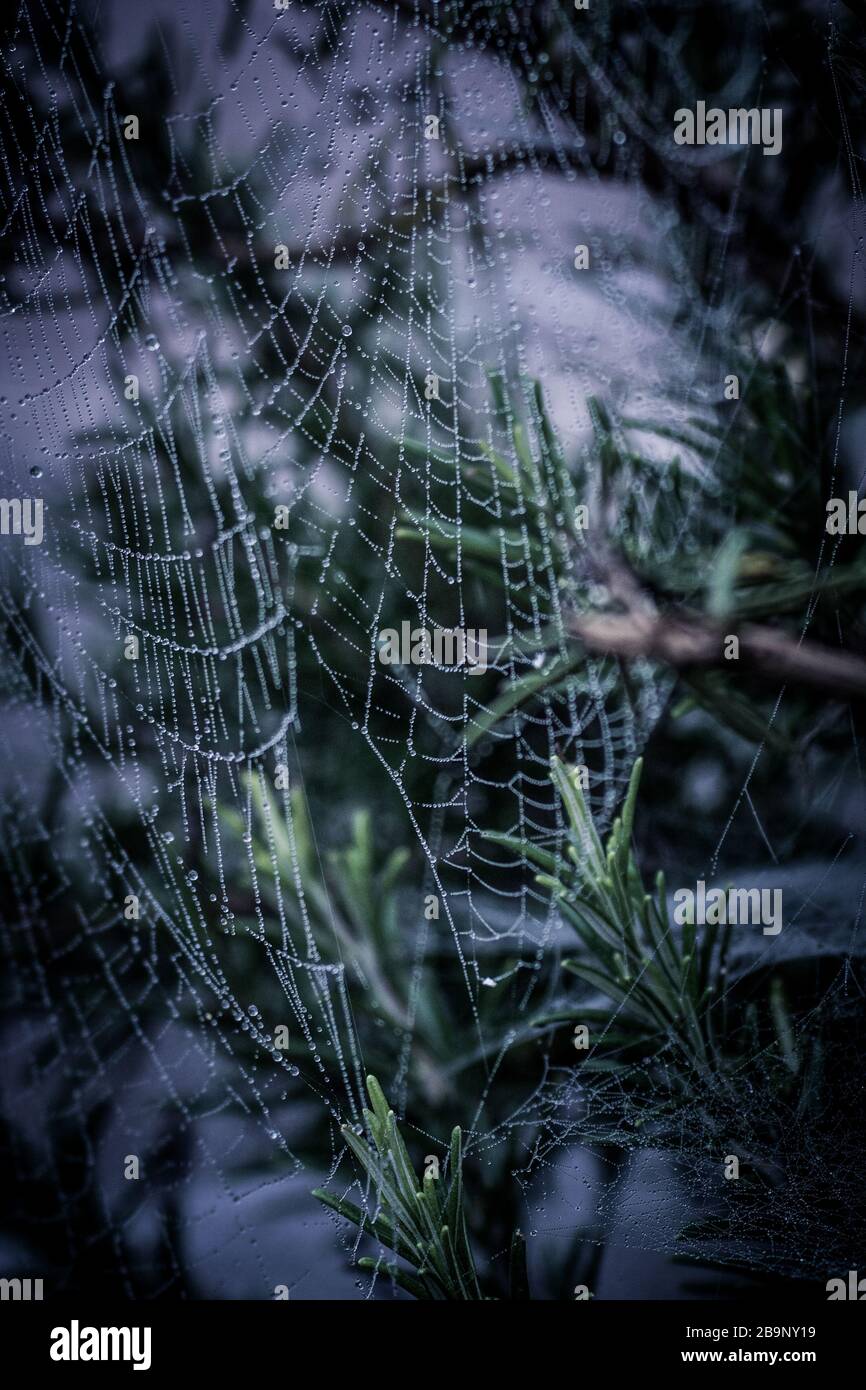 Le reti di Spider sui cespugli di rosmarino nella luce del mattino presto con gocce di rugiada frizzante al sole Foto Stock