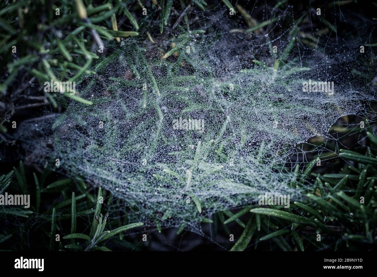 Le reti di Spider sui cespugli di rosmarino nella luce del mattino presto con gocce di rugiada frizzante al sole Foto Stock