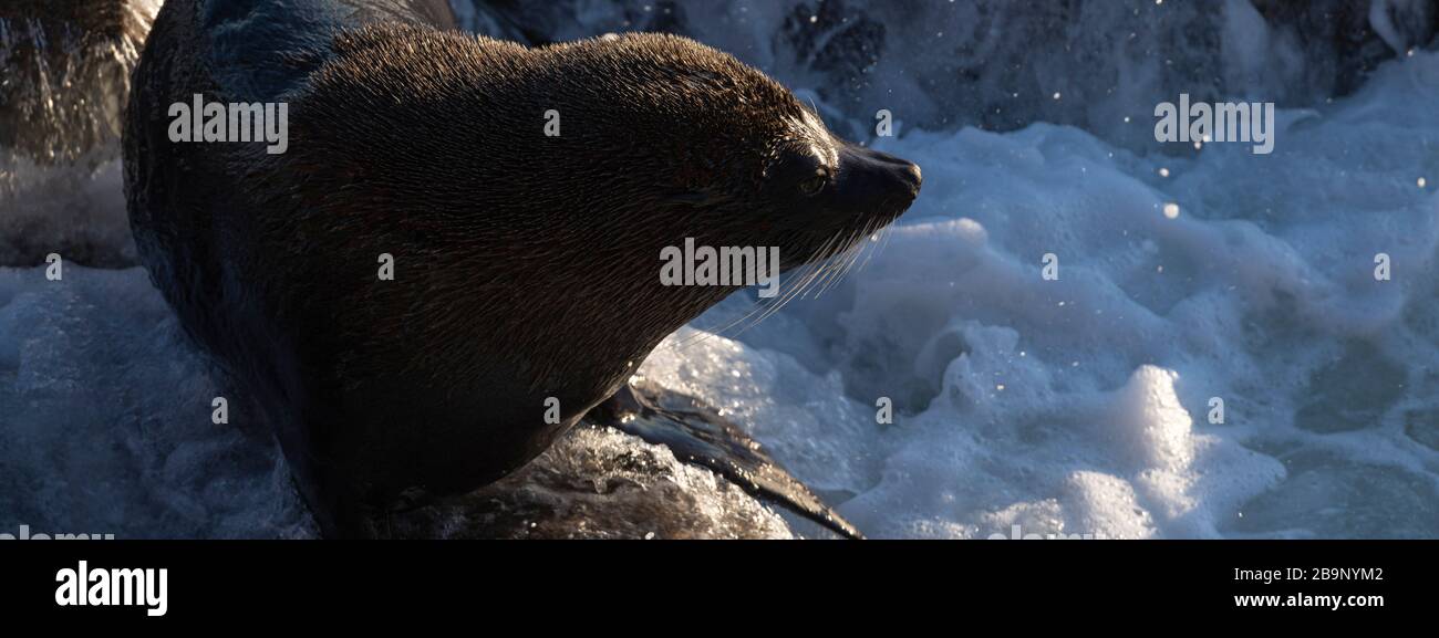 Foca neozelandese attiva sulle rocce spruzzate dall'acqua di mare durante un'alba soleggiata a Shag Point, Nuova Zelanda. C'è una colonia piena di 'kekeno', Foto Stock