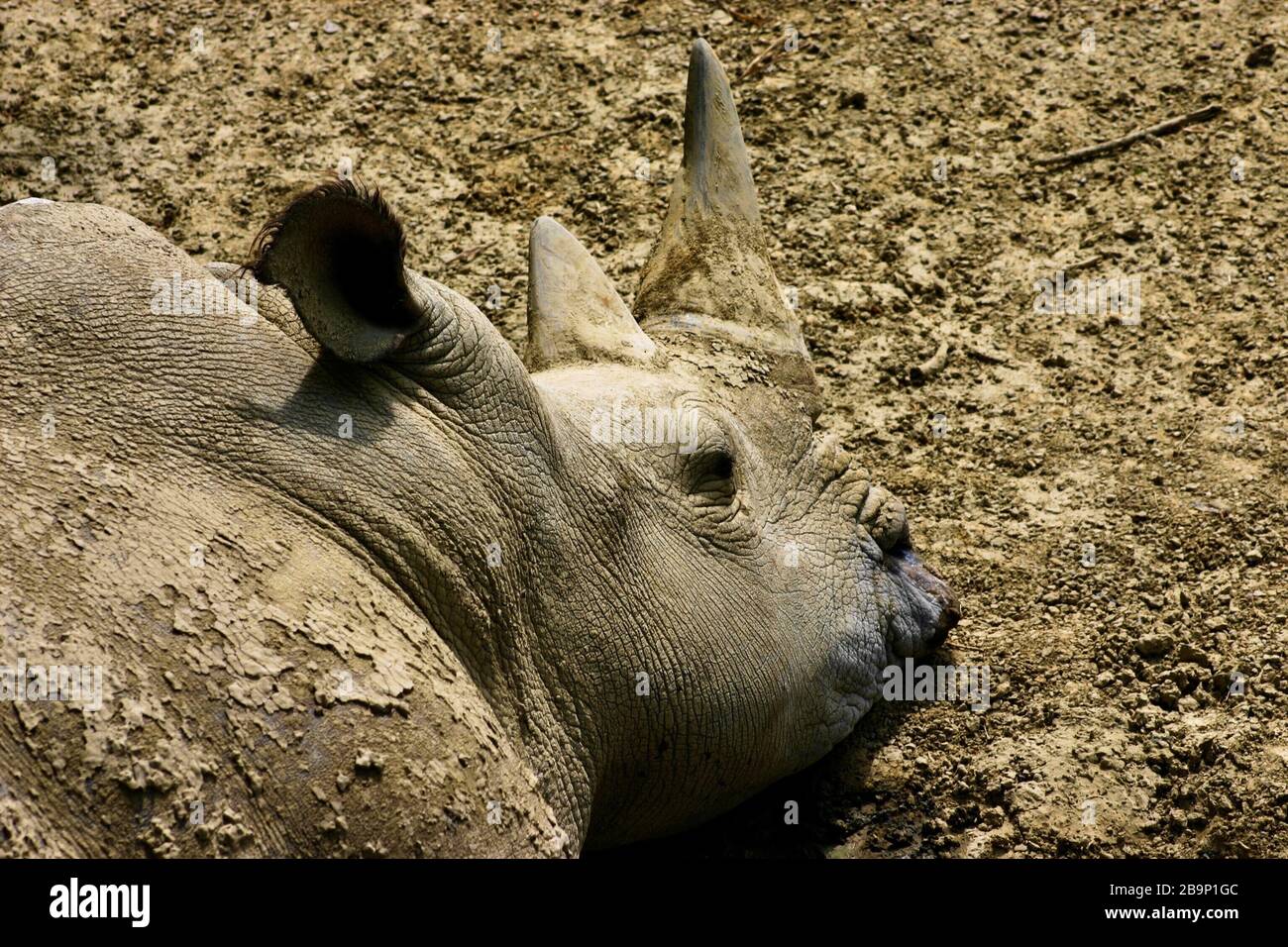 Primo piano di un rinoceronte sdraiato a terra Foto Stock