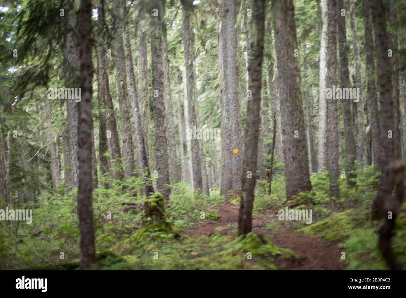 Whistler Foto Stock