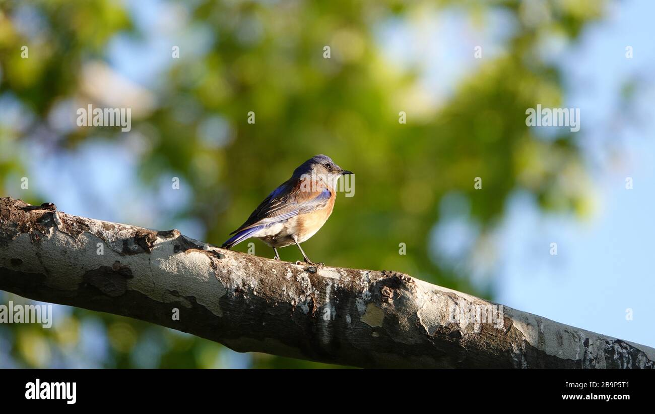 Un uccello su un ramo che pensa che cosa mangiare, dove andare o qualcos'altro. Foto Stock