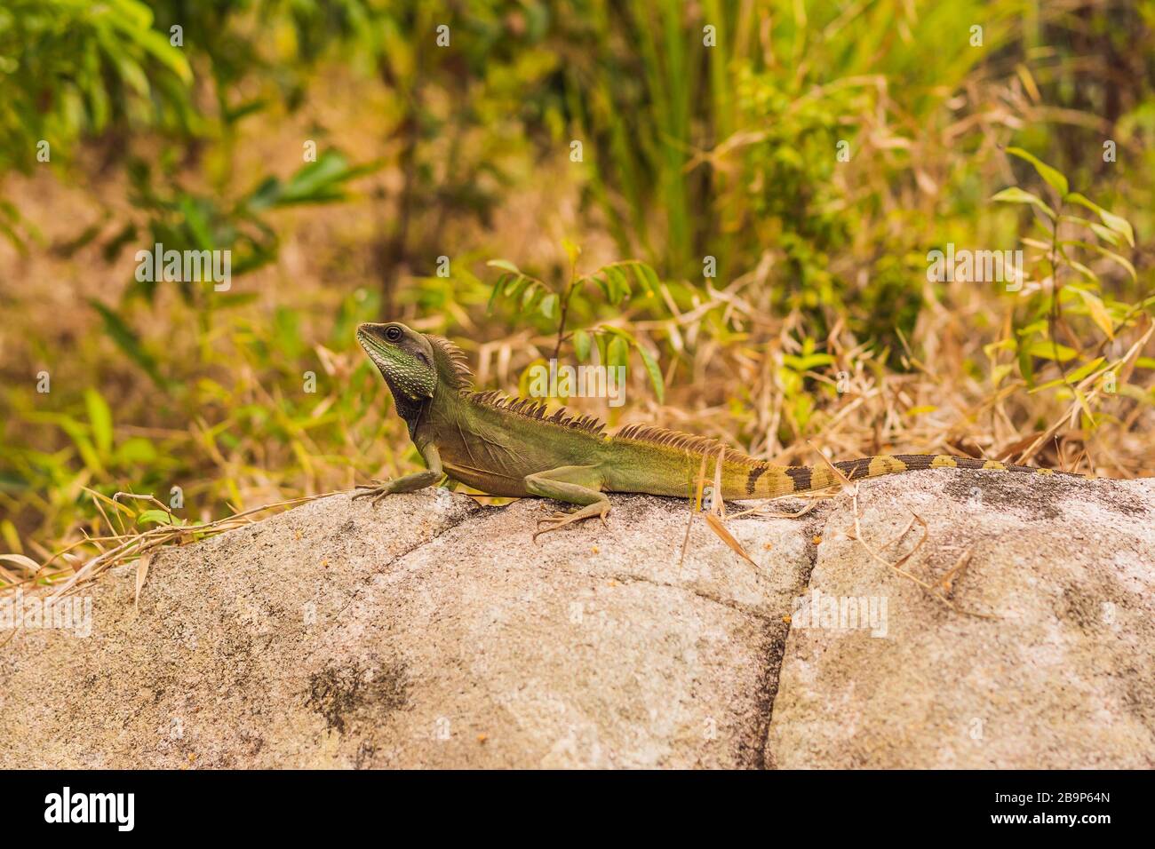 Primo piano di una grande iguana verde sulla roccia Foto Stock