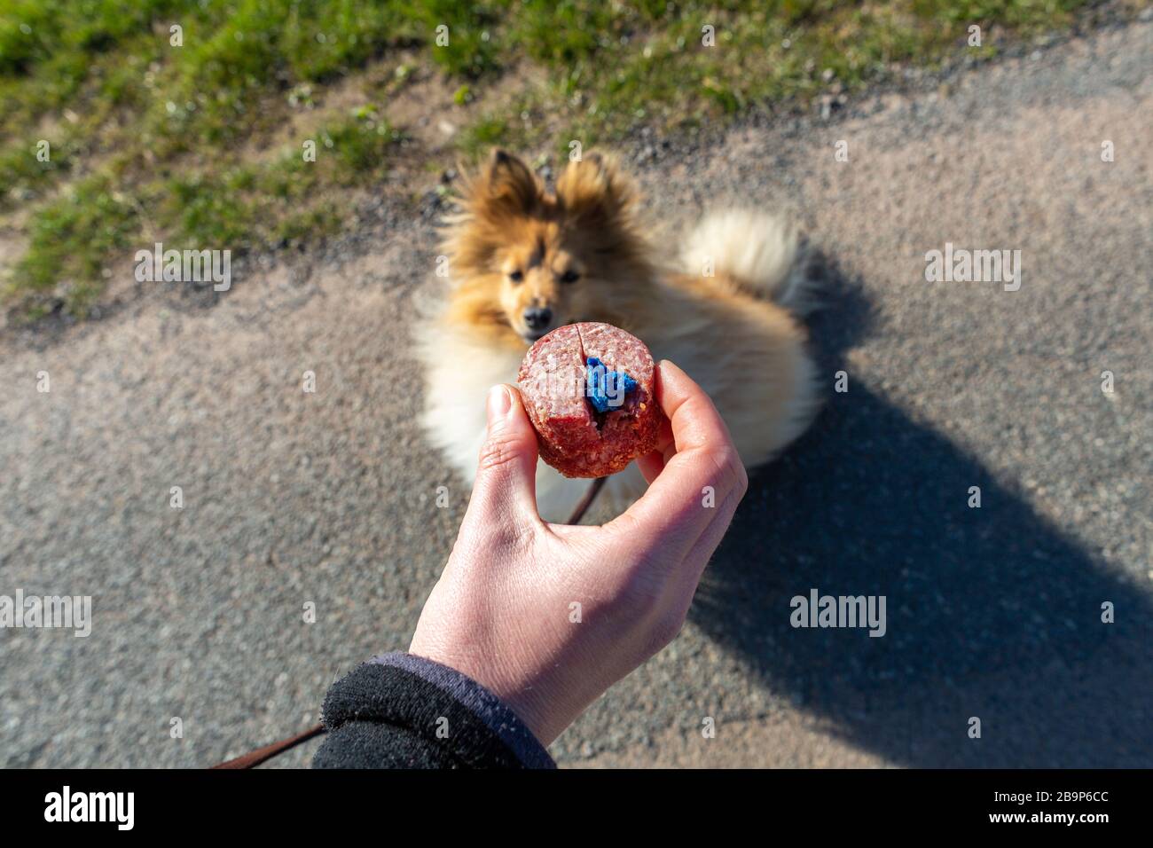 Cane da pastore Shetland di fronte ad un'esca per cani Foto Stock