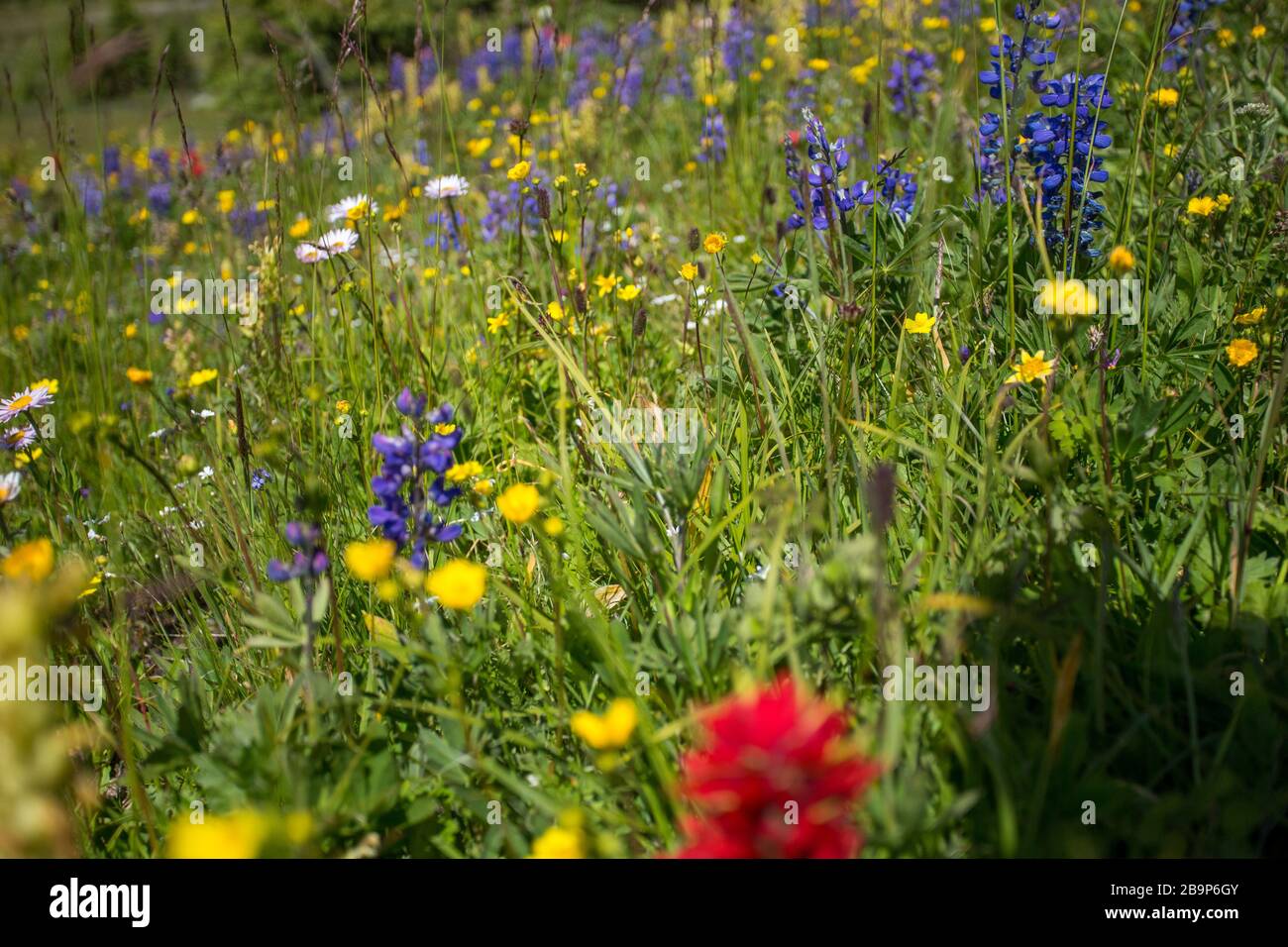 Columbia britannica Foto Stock