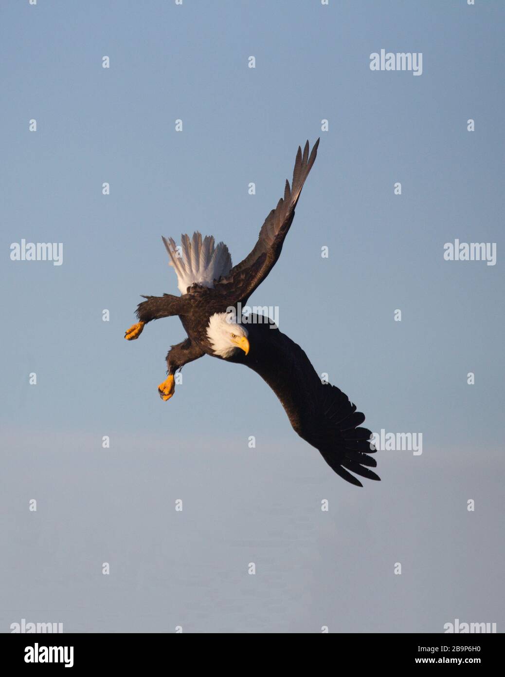 Aquila calva - Adulti in un'immersione Foto Stock