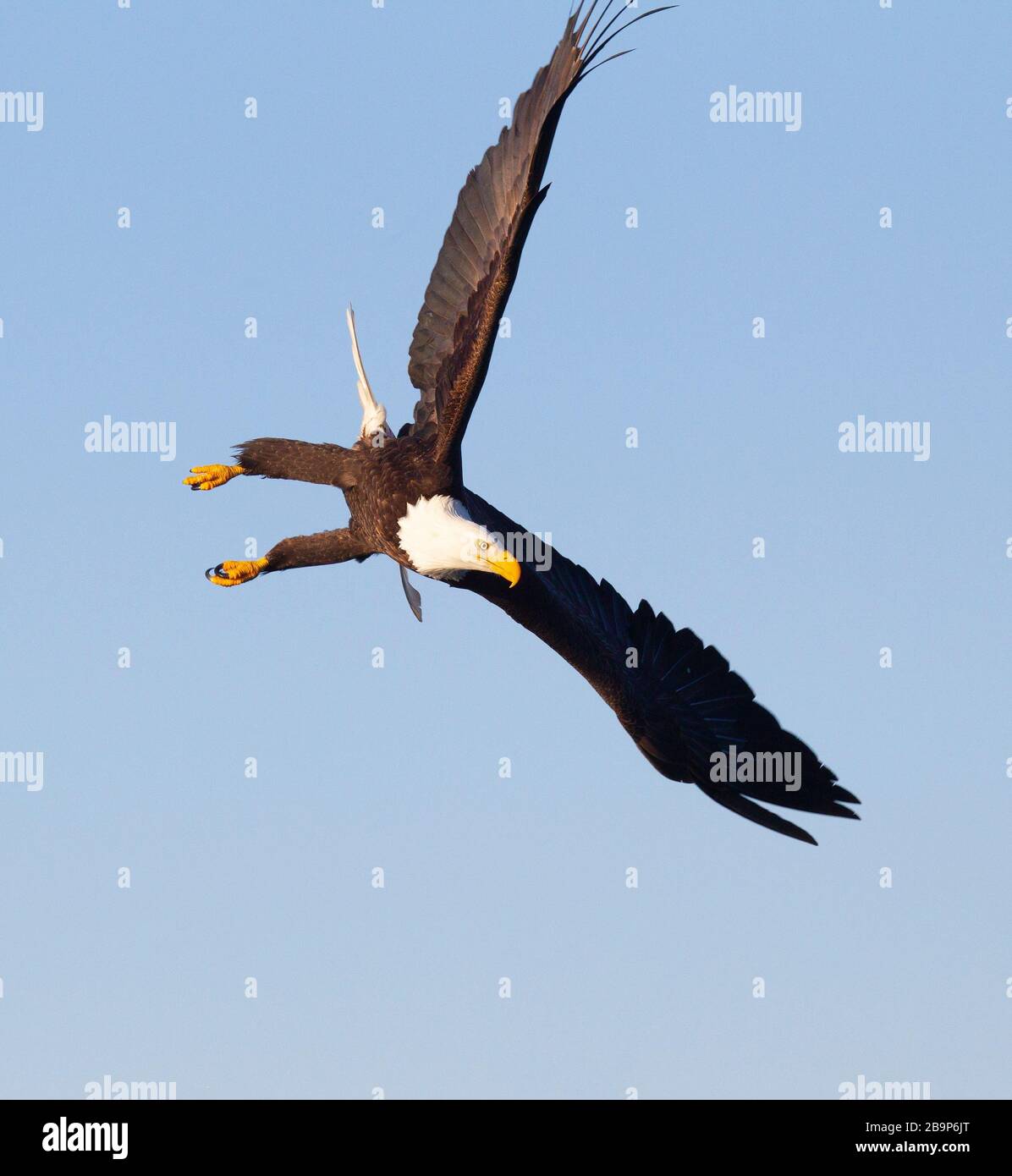 Aquila calva - Adulti in un'immersione Foto Stock