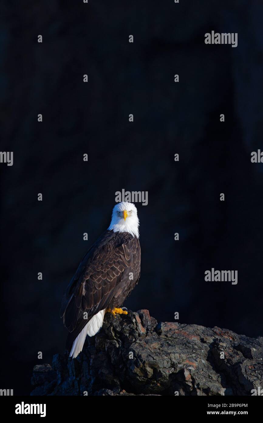 Bald Eagle Adult arroccato su interessante roccia Foto Stock