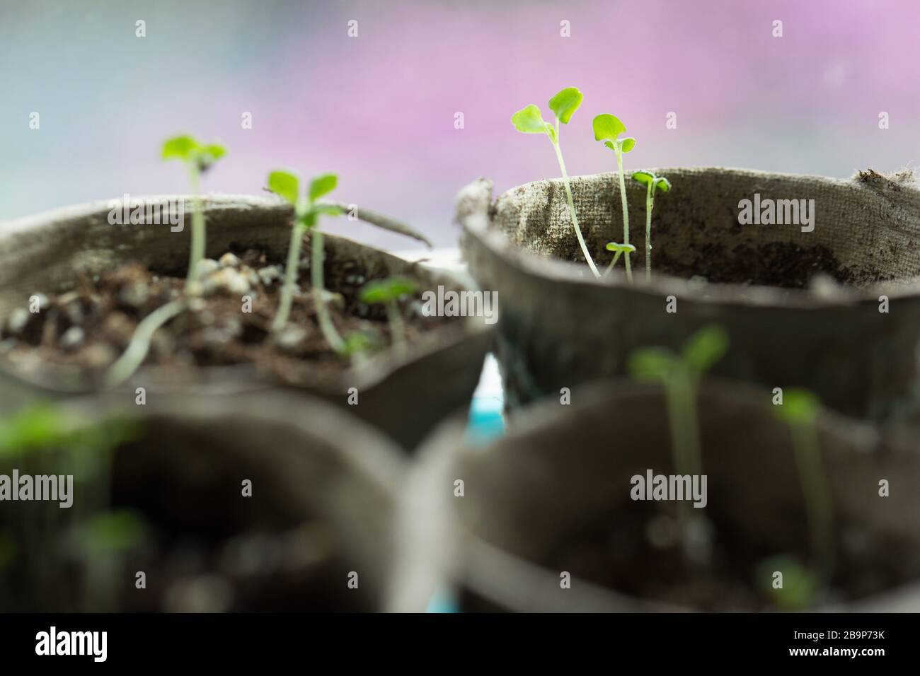 Giovani pianta che crescono in pentole compostabili. Foto Stock