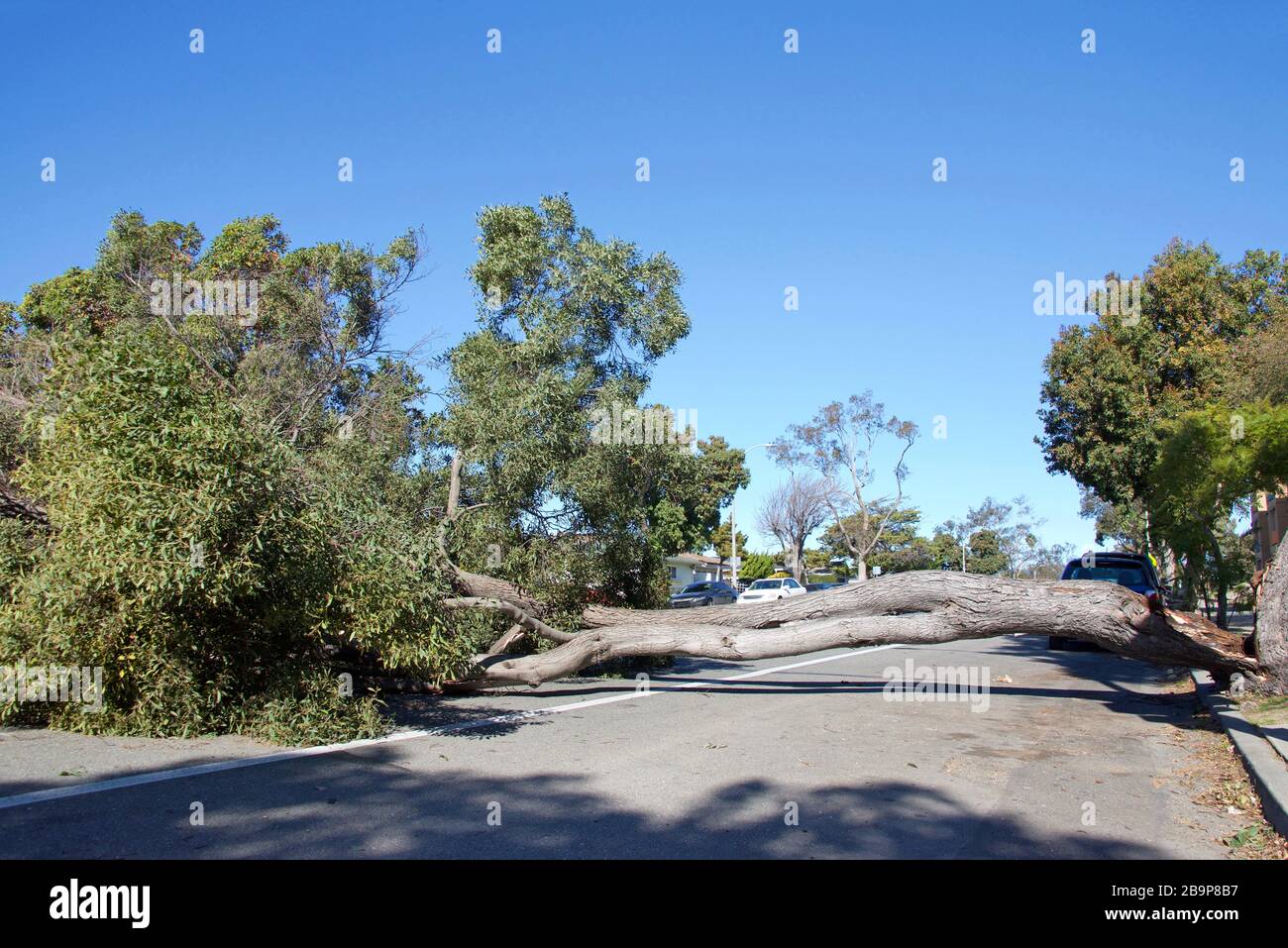 Ramo di albero grande rotto, diviso al tronco da alta velocità del vento. Stendendo attraverso le corsie di traffico, bloccando la carreggiata. Foto Stock
