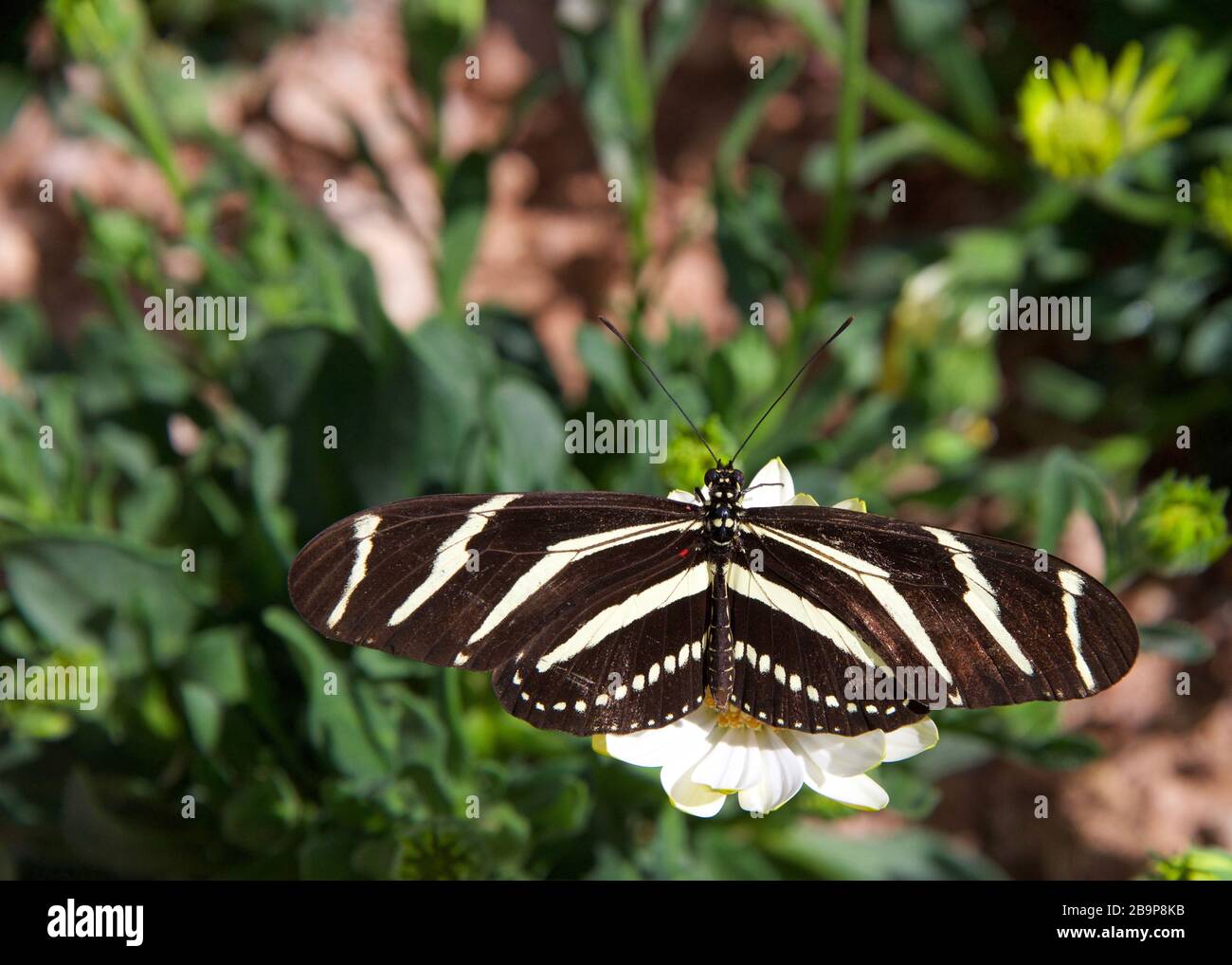 Zebra farfalla ad ala lunga poggiante su margherita bianco, vista dall'alto Foto Stock