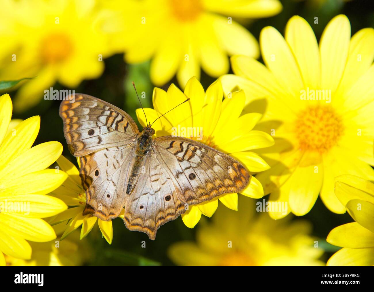 Farfalla bianca di pavone su giallo daisy fiori bere nettare, vista dall'alto Foto Stock