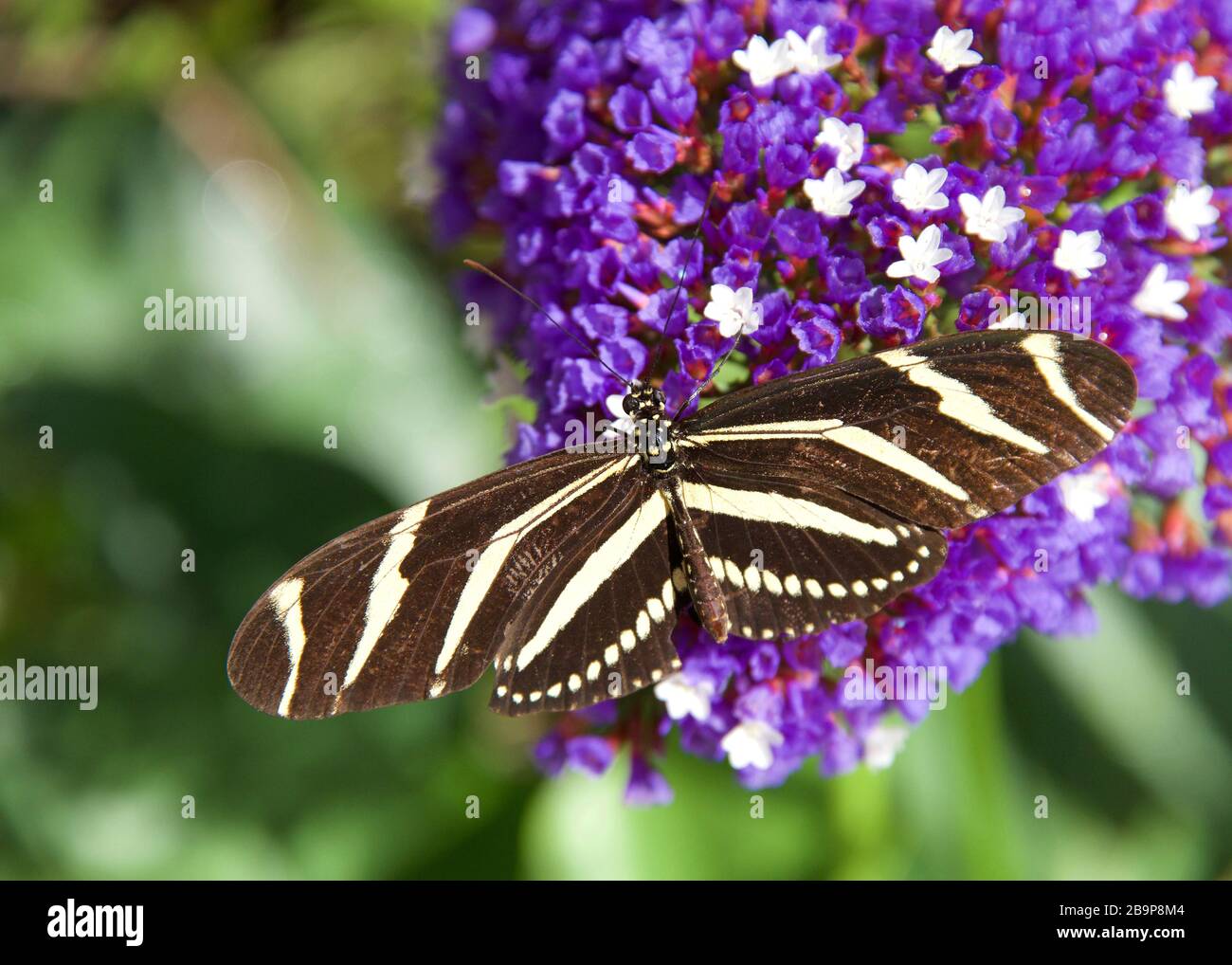 Zebra farfalla ad ala lunga appoggiata su fiori viola e bianchi, vista dall'alto Foto Stock